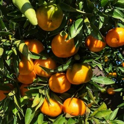 10 Kg Mandarinas