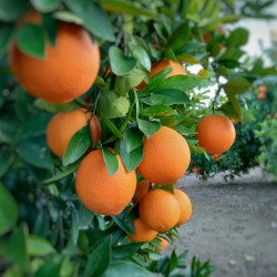 10 Kg Naranja Navelina