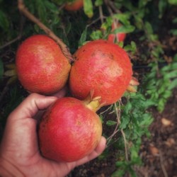 10 Kg Granadas